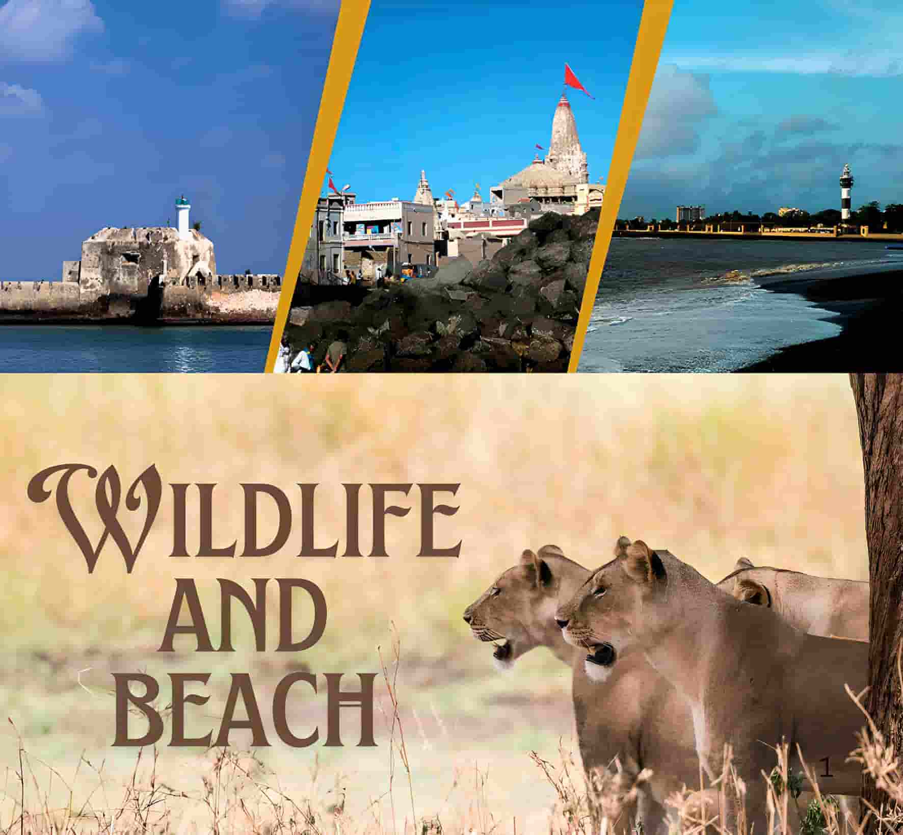 Wildlife And Beach Of Gujarat